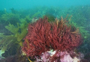 Carrageenan là gì?