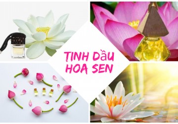 Tinh dầu hoa sen có tác dụng gì? Mua ở đâu giá rẻ?