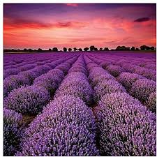 Dành cho phòng ngủ, bạn có thể sử dụng nước xịt phòng hương hoa lavender.  Hoa Lavender có tác dụng thư giãn thần kinh, giúp tâm trạng người dùng thêm thoải mái,  đồng thời mang đến giấc ngủ sâu cho người sử dụng.