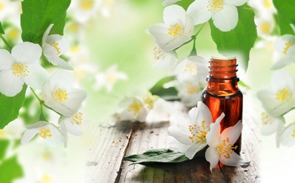 Lợi ích sức khỏe tinh dầu hoa lài, hoa nhài Jasmine