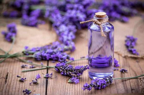 Tinh dầu hoa oải hương lavender có tác dụng gì?