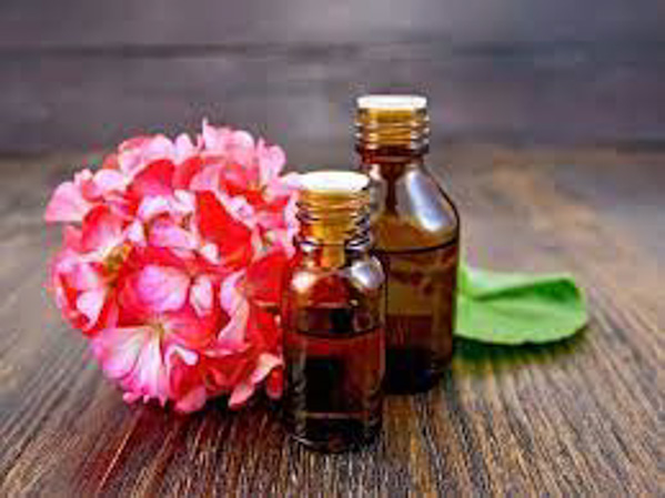 Tinh dầu phong lữ Geranium có tác dụng gì? Mua ở đâu?