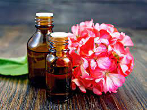 Tinh dầu phong lữ Geranium có tác dụng gì? Mua ở đâu?