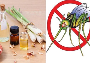 Cách làm tinh dầu sả đuổi muỗi thơm và hiệu quả tại nhà