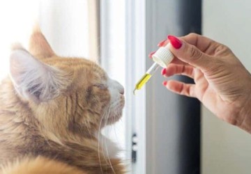 Tinh dầu khử mùi cho chó mèo, thú cưng: Cách dùng và lưu ý
