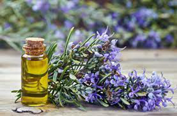 Tinh dầu hương thảo: Tác dụng và cách làm đơn giản tại nhà