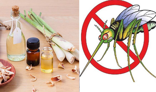 Cách làm tinh dầu sả đuổi muỗi thơm và hiệu quả tại nhà
